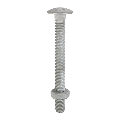 This is an image of Timco - Carriage Bolts & Hex Nuts - Hot Dipped Galvanised M10 x 130mm - (25 PCS Box) 10130CBG
